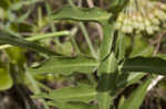 Green comet milkweed